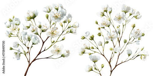 Background with tiny white flowers (gypsophila paniculata), blurred. Flower transparent background	
