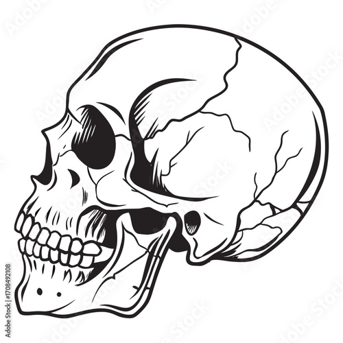 Human skull profile silhouette isolated on white background
