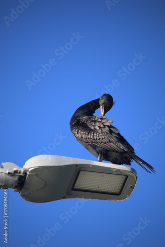 double-crested cormorant preening on an LED street lamp