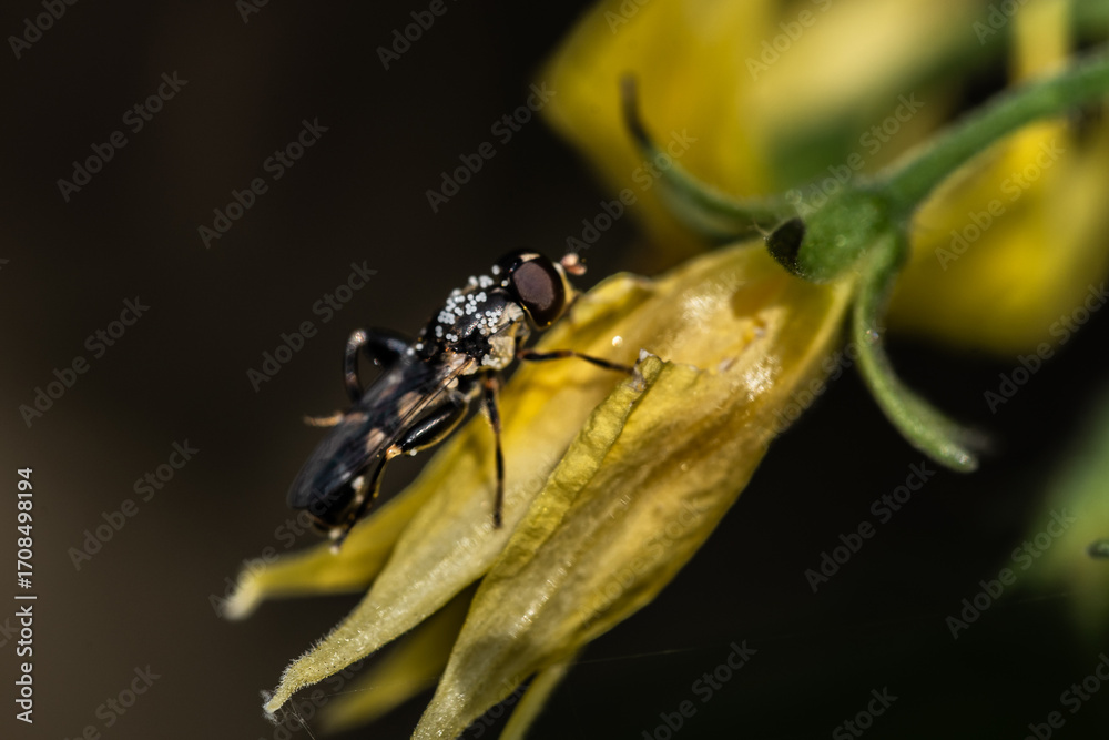 Fototapeta premium fliege