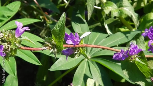 Butterfly Holly Blue, Celastrina argiolus on violet flowers of Clustered bellflower, Campanula glomerata  and flies away - slow motion. Topics: beauty of nature, blooming, flowering, plant, season