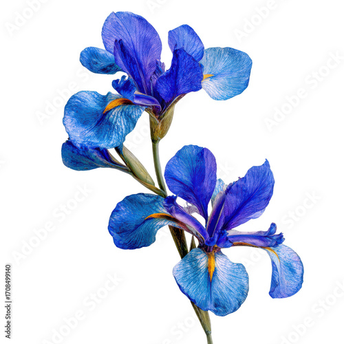 Blue Irises with Yellow Centers and Green Stems on Black Background flower purple, Isolated On White, Png Transparent, Cut Out