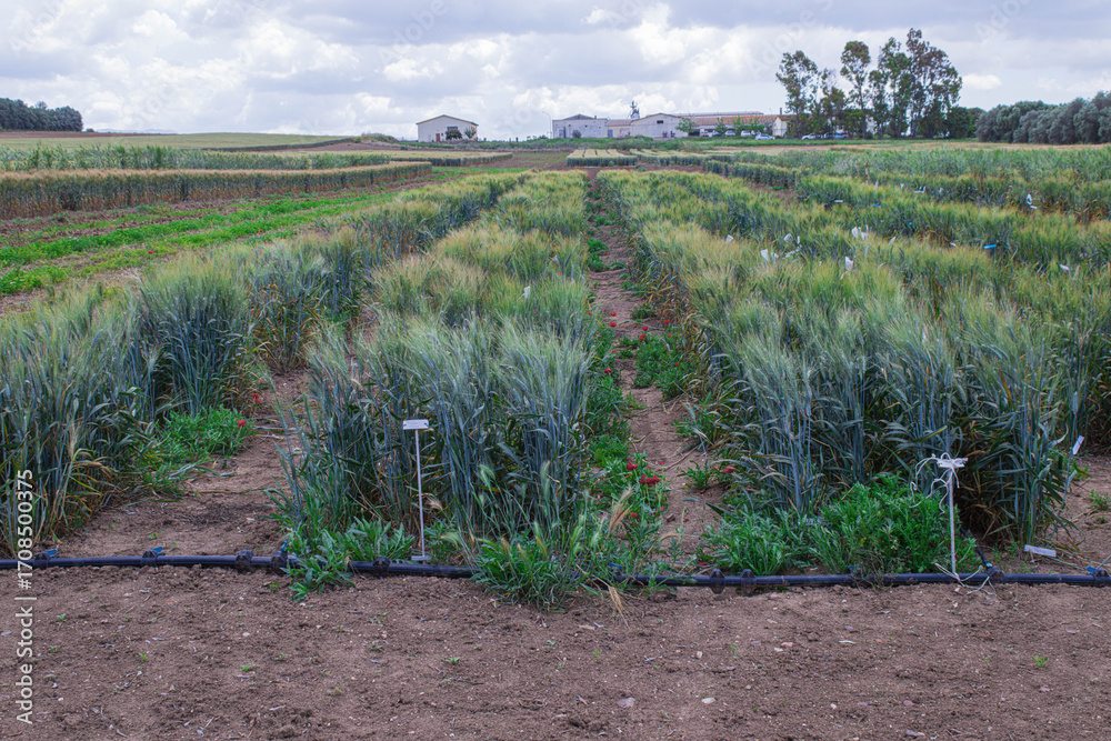 Obraz premium Experimental wheat plots