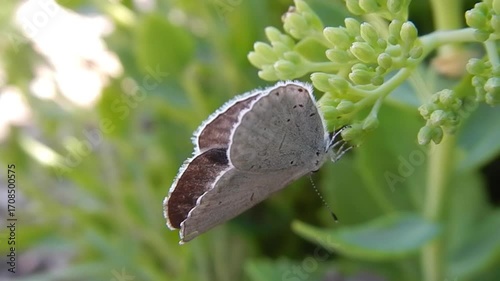 Butterfly Holly Blue, Celastrina argiolus moves its wings on green buds of flowers Sedum spectabile, Hylotelephium spectabile - slow motion, close-up. Topics: beauty of nature, macro, plant, season