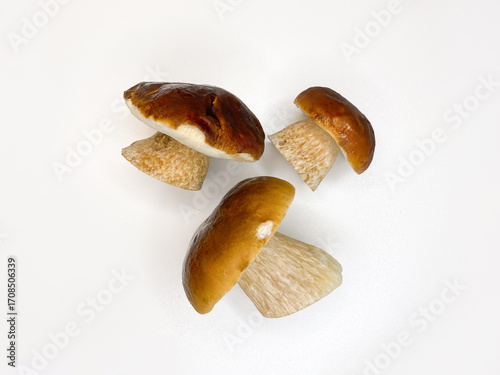 boletus edulis mushroom isolated