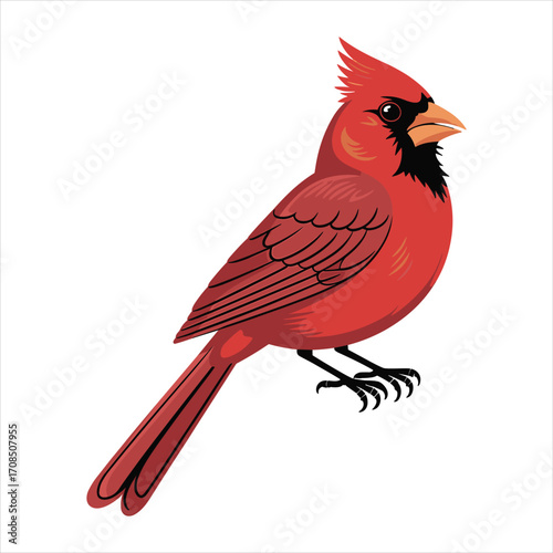 Vibrant male northern cardinal perched against a clean white background