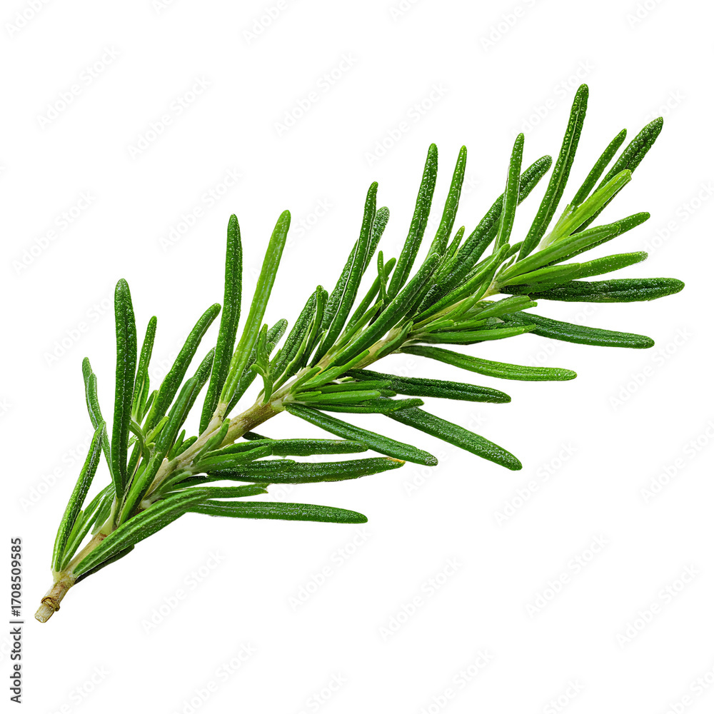 Fototapeta premium Fresh rosemary sprig isolated