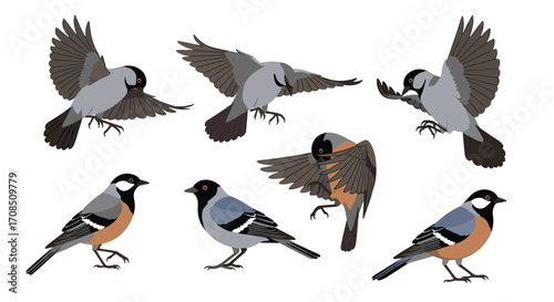 A collection of various birds in different poses and flight positions.