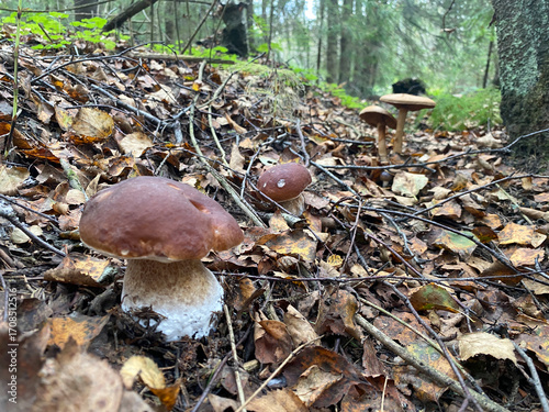 boletus edulis mushroom. mushrooms in the forest