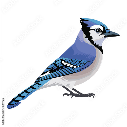Vibrant blue jay with distinctive crest perched against a clean white background