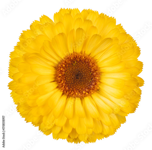 marigold flower isolated