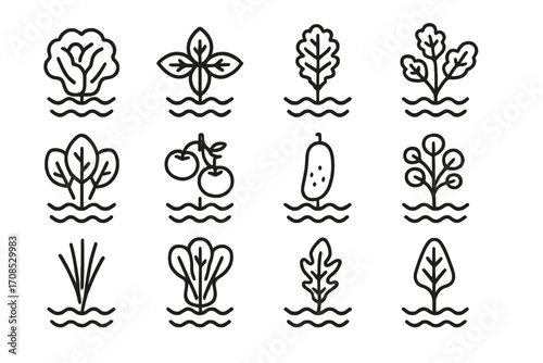 Aquaponic Plant Icons. Line style icons of aquaponic plant varieties: lettuce, basil, kale, mint, spinach, tomato, cucumber,