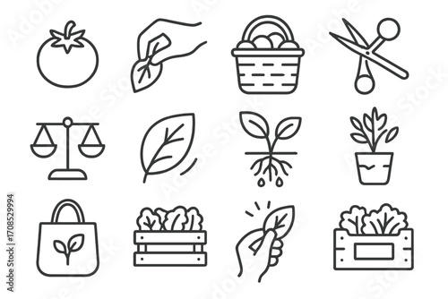 Aquaponic Harvest Icons. Line style icons of harvesting aquaponic produce: ripe tomato, hand picking leaf, harvest basket,