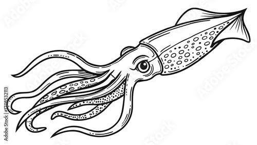 flowing squid cephalopod illustration with graceful tentacles in black and white marine life line art design isolated on white background.