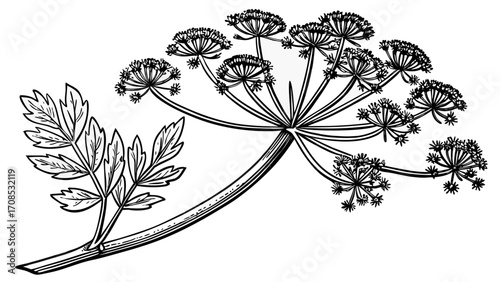 delicate umbel flower botanical illustration with feathery leaves in black and white line art for herbal wildflower design isolated on white background.