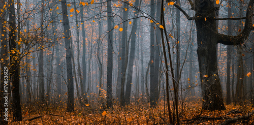 Obraz na plátně Atmospheric, beautiful forest on a foggy autumn day