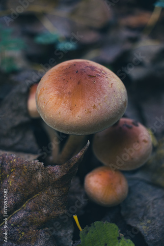 a toadstool on the forest floor. Close-up of the beautiful red cap.