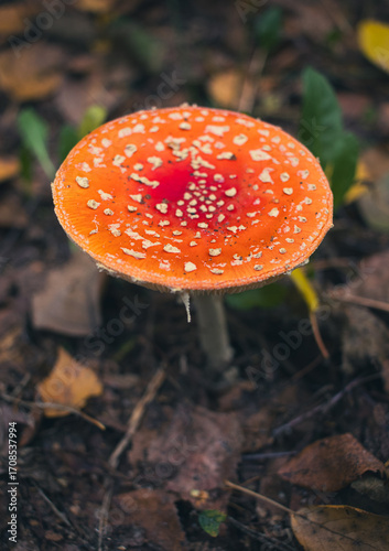 a toadstool on the forest floor. Close-up of the beautiful red cap.