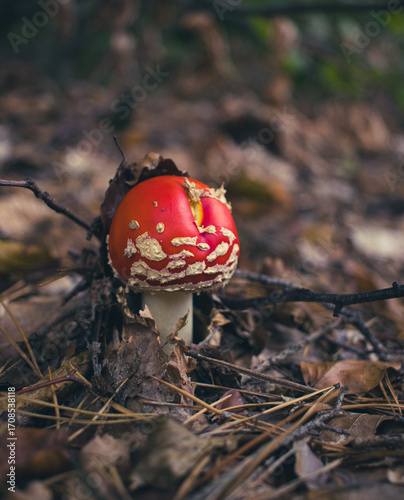 a toadstool on the forest floor. Close-up of the beautiful red cap.