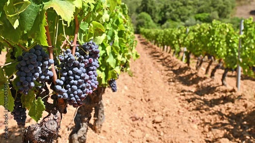 Cannonau grapes. Bunches of ripe black grapes among the branches of the plant in the row of a vineyard. Traditional agriculture in Sardinia. Footage.