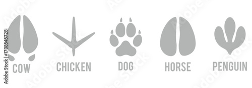 Set of animals footprint. Hand drawn various animal feet paws or footprints isolated on white background. Black silhouettes collection of animal tracks in minimal style. various animal footprints. eps