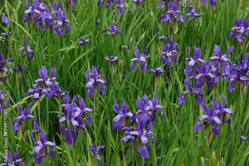 purple flowers in the garden