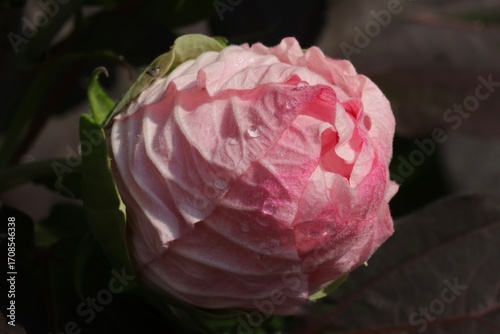 Unopened Rose Mallow