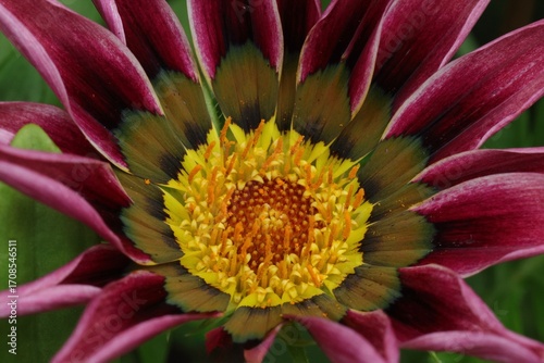 close up of a flower