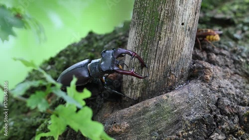 Stag beetle pair mating at an oak sap leak, lucanus cervus, may, lower saxony, north germany 