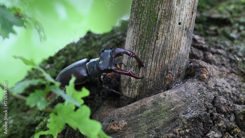 Stag beetle pair mating at an oak sap leak, lucanus cervus, may, lower saxony, north germany 