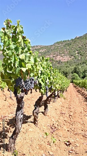 Overview of the rows of a vineyard cultivated on the plain between the mountains and the hills, under a spectacular blue sky. Traditional agriculture in Sardinia. Footage.