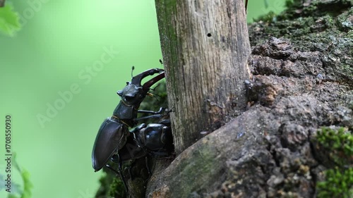 Stag beetle pair mating at an oak sap leak, lucanus cervus, may, lower saxony, north germany 