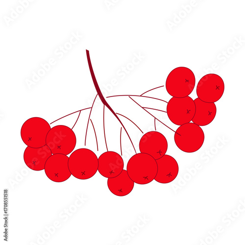Bunch of red rowan berries isolated on white background.