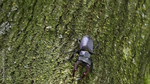 Stag beetle male climbs along an oak trunk looking for food, lucanus cervus, may, lower saxony, north germany 