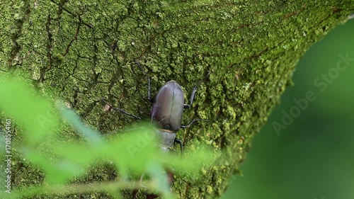 Stag beetle male climbs along an oak trunk looking for food, lucanus cervus, may, lower saxony, north germany 