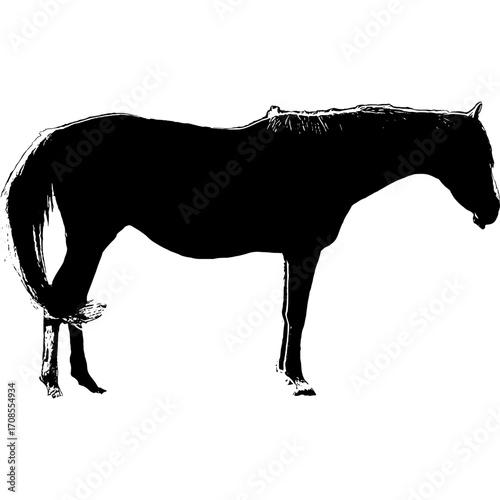 Pferd als Vektor