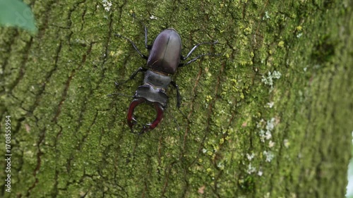 Stag beetle male climbs along an oak trunk looking for food, lucanus cervus, may, lower saxony, north germany 