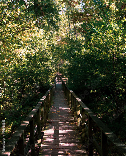 wooden footbridge in the autumn forest