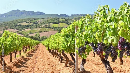 Overview of the rows of a vineyard cultivated on the plain between the mountains and the hills, under a spectacular blue sky. Traditional agriculture in Sardinia. Footage.