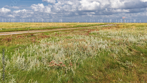 Salzwiese mit Strandwermut (Artemisia maritima, Strand-Beifuß) auf der Hamburger Hallig bei Reußenköge in Nordfriesland, Schleswig-Holstein, Deutschland. Am Horizont Windräder.