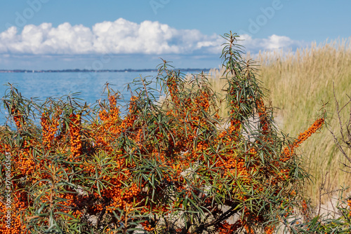 Früchte und Blätter des Sanddorn (Hippophae rhamnoides, sea-buckthorn) bei Heiligenhafen in Schleswig-Holstein. Im Hintergrund Dünen am Strand der Ostsee mit Strandhafer.