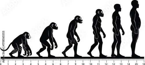 Human evolution stages from primate to modern man, black silhouette vector with measurement scale, scientific biology concept, species development timeline illustration