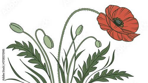 Beautiful red poppy flower illustration with green leaves and buds for botanical designs and art projects