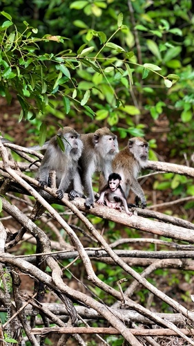Family of monkeys o the bench