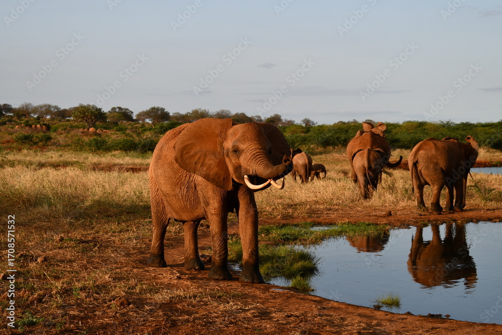 Fototapeta premium Majestic elephants gather near waterhole at sunset, wild Africa
