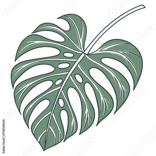 Detailed monstera leaf illustration in green tones representing tropical nature, botanic art, and home decor themes