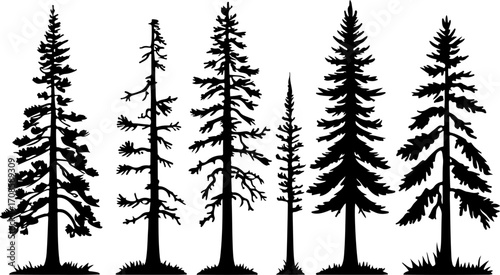 Silhouette of Pine Trees in Forest Landscape"