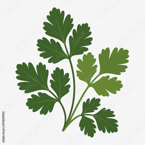 Fresh Coriander Leaves Vector Illustration