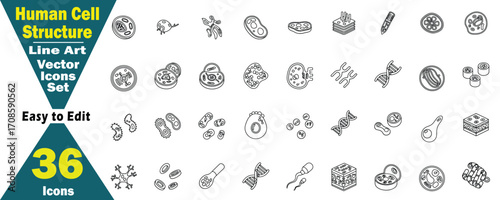 Human Cell Structure Line Art Vector Icons Set. 36 Icons Easy to Edit biology science, cell, human, structure, biology concept. 