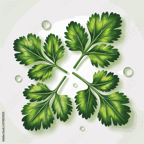 Fresh Coriander Leaves Vector Illustration